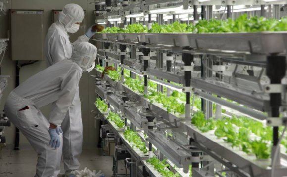 Workers inspect lettuce at the